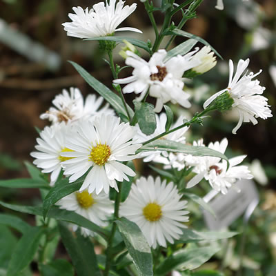 Aster nova-belgii Chorister